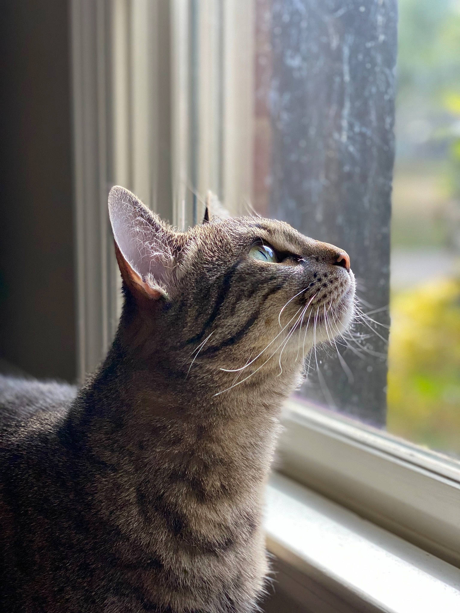 Muffin joined the competition — help win amazing prizes! asian, british_shorthair, carnivore, cat, chartreux, domestic_short_haired_cat, european_shorthair, felidae, fur, korat, mammal, nebelung, small_to_medium_sized_cats, snout, tabby_cat, whiskers, window