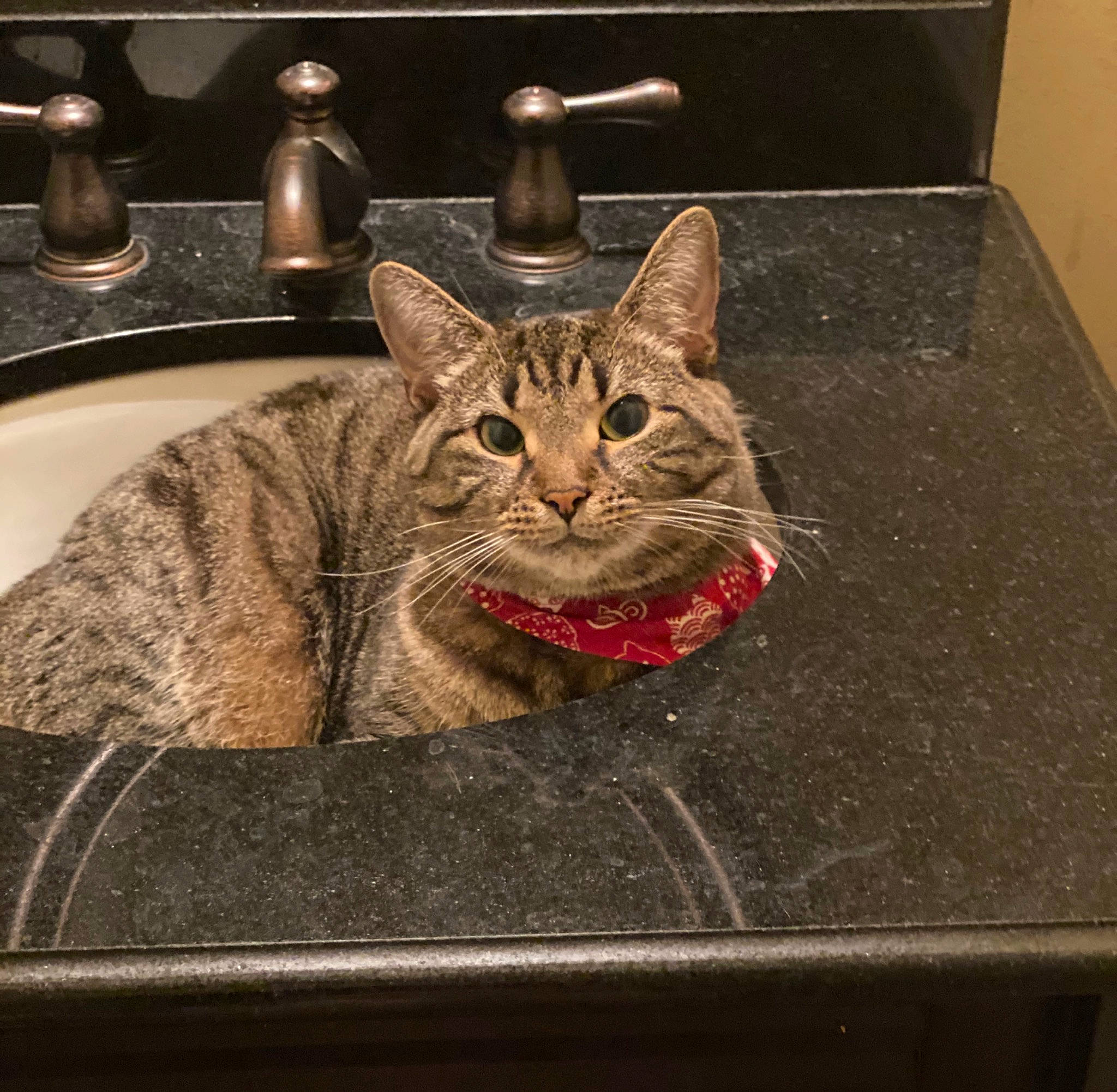 Muffin joined the competition — help win amazing prizes! american_shorthair, asian, bengal, california_spangled, carnivore, cat, chausie, domestic_short_haired_cat, dragon_li, egyptian_mau, european_shorthair, felidae, kitten, ocicat, plumbing_fixture, sink, small_to_medium_sized_cats, tabby_cat, whiskers