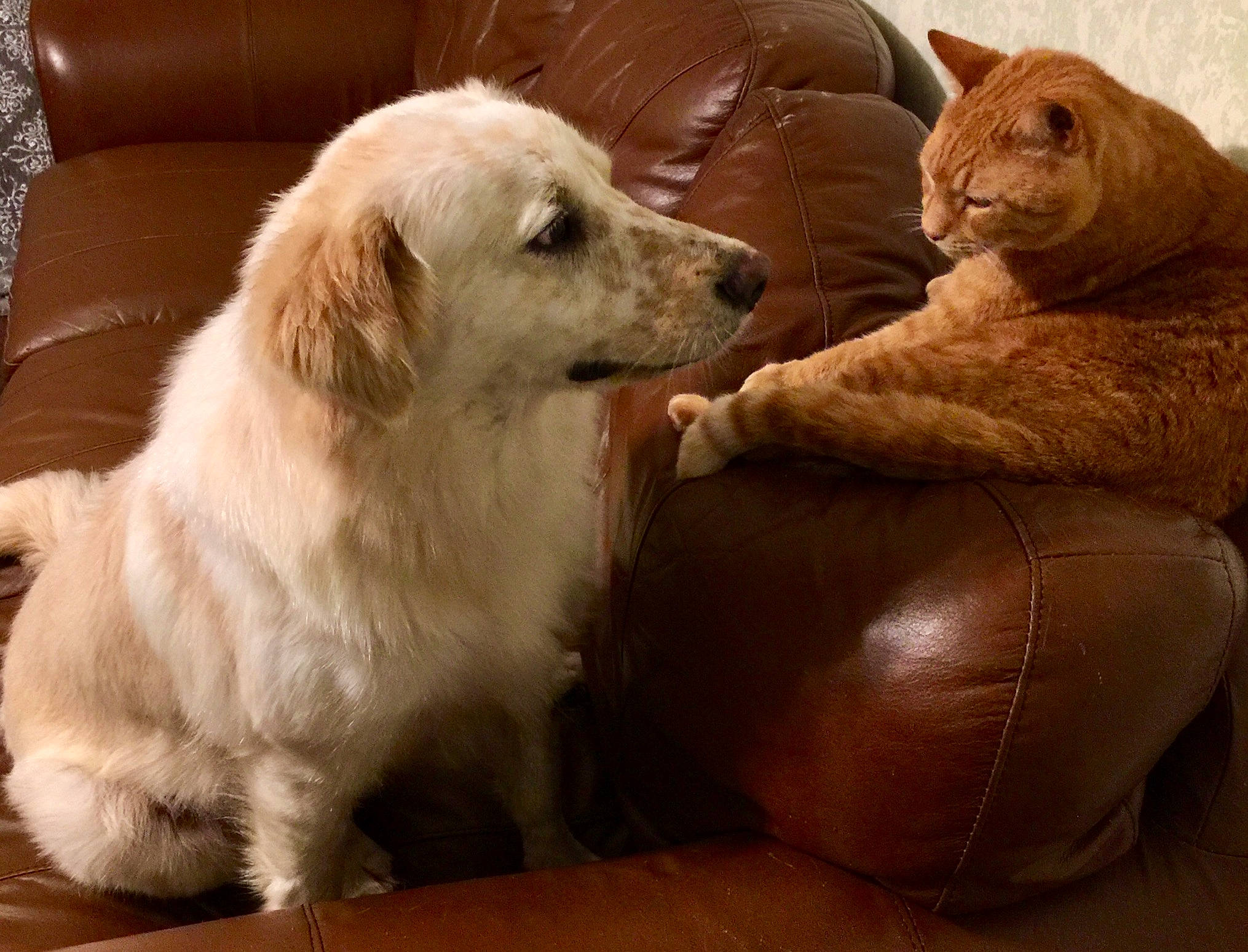 Butterscotch joined the competition — help win amazing prizes! canidae, carnivore, cat, companion_dog, dog, dog_breed, felidae, fur, golden_retriever, hovawart, labrador_retriever, mammal, maremma_sheepdog, paw, puppy, puppy_love, retriever, sporting_group, vertebrate, whiskers