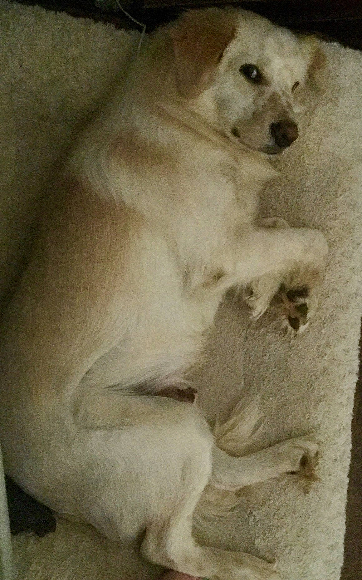 Butterscotch joined the competition — help win amazing prizes! canidae, carnivore, dog, dog_breed, fawn, mammal, retriever, sporting_group, vertebrate