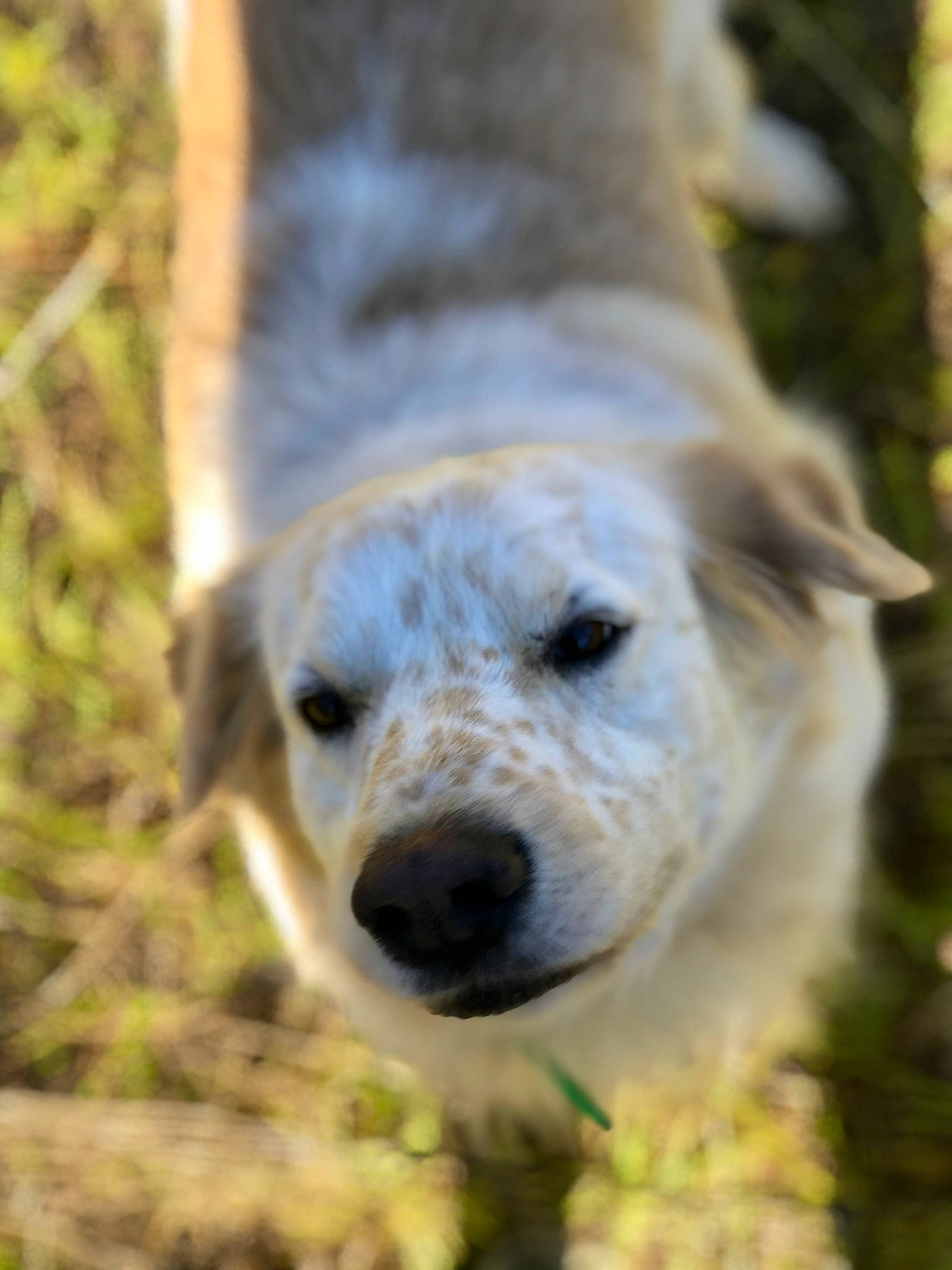 Butterscotch is registered to the contest to win money with this photo: akbash_dog, canidae, carnivore, companion_dog, dog, dog_breed, fawn, golden_retriever, grass, labrador_retriever, mammal, maremma_sheepdog, nose, plant, puppy, retriever, snout, sporting_group, tree, vertebrate