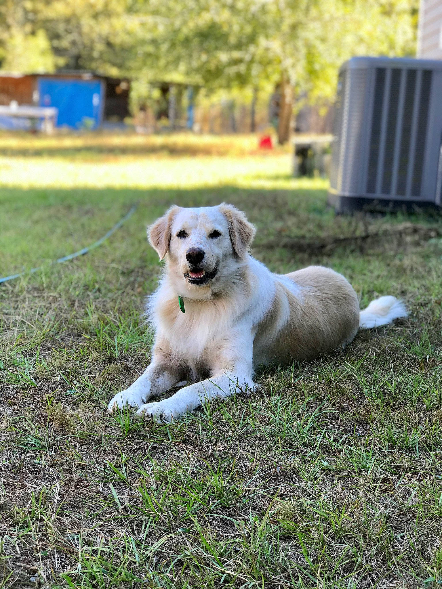 Butterscotch joined the competition — help win amazing prizes! akbash_dog, canidae, carnivore, companion_dog, dog, dog_breed, golden_retriever, grass, labrador_retriever, lawn, mammal, plant, puppy, rare_breed_dog, retriever, sporting_group, tail, vertebrate