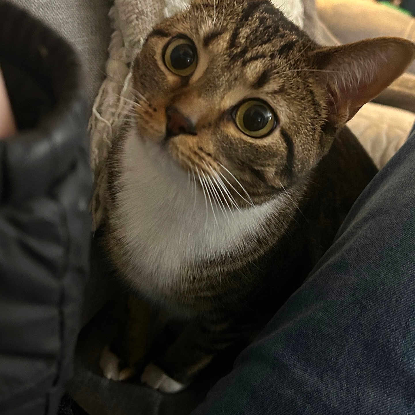 Leila