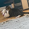Leila joined the competition — help win amazing prizes! animal, cat, cats, collar, cute, feline, floor, fun, home, indoor, interaction, pair, pets, playful, rug, scratching_post, tabby_cat, white_cat, wooden_floor, wrestling