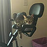 Leila is registered to the contest to win money with this photo: animal, cat, closeup, curtain, domestic, exercise_bike, floor, furniture, home, indoor, light, looking, padded_handlebars, pet, relaxed, resting, shadow, tabby_cat, trash_bin, wall