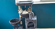 Leila is registered to the contest to win money with this photo: animal, blue_wall, cat, cat_tree, cats, cozy, daylight, feline, fur, furniture, hammock, home, indoor, pet, plush, relaxed, resting, tabby_cat, white_cat, window