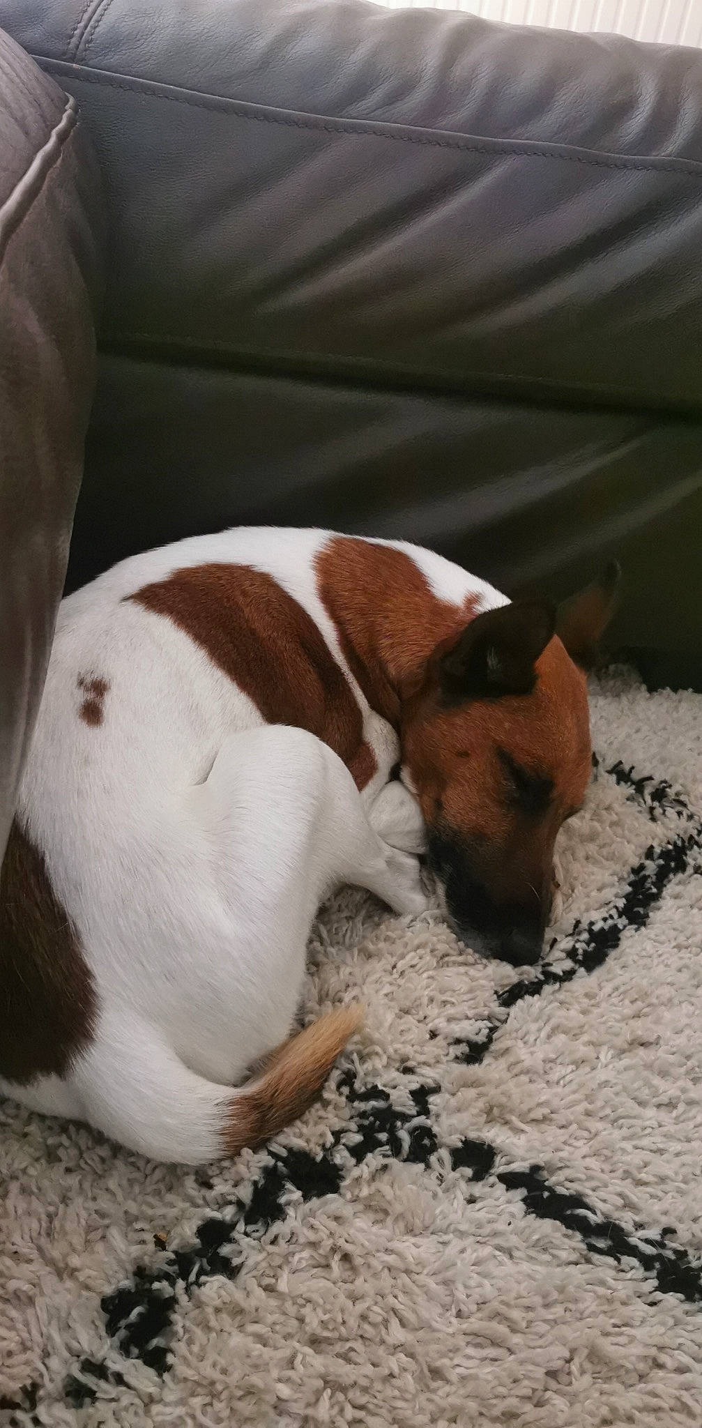 Magnus participe au concours pour gagner de l'argent avec cette photo : canidae, carnivore, comfort, companion_dog, dog, dog_breed, fawn, linens, nap, non_sporting_group, sporting_group, terrestrial_animal, whiskers, working_animal