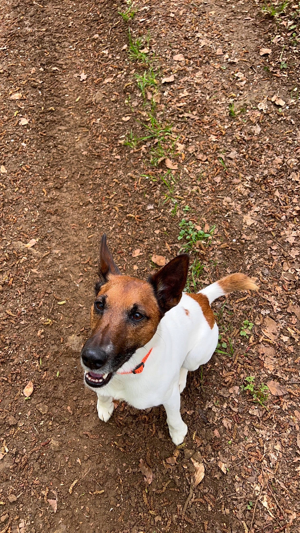 Magnus participe au concours pour gagner de l'argent avec cette photo : adventure, canidae, carnivore, collar, companion_dog, dog, dog_breed, dog_collar, dog_supply, fawn, grass, plant, road_surface, snout, soil, sporting_group, tail, terrestrial_animal, terrier, working_animal
