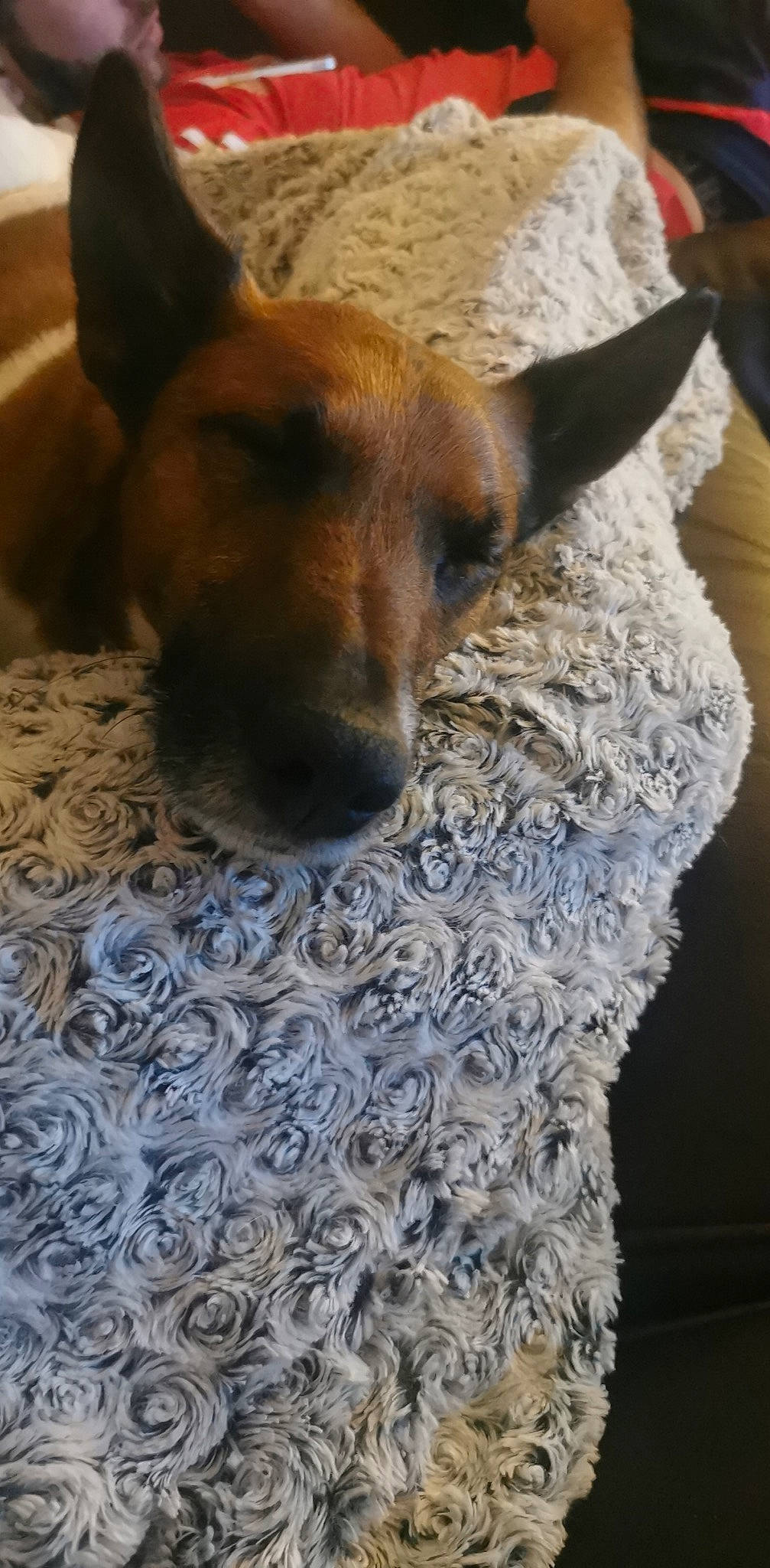 Magnus participe au concours pour gagner de l'argent avec cette photo : canidae, carnivore, comfort, companion_dog, dog, dog_breed, fawn, flooring, fur, linens, pattern, paw, snout, sporting_group, tail, terrestrial_animal, whiskers, wood, working_animal, woven_fabric