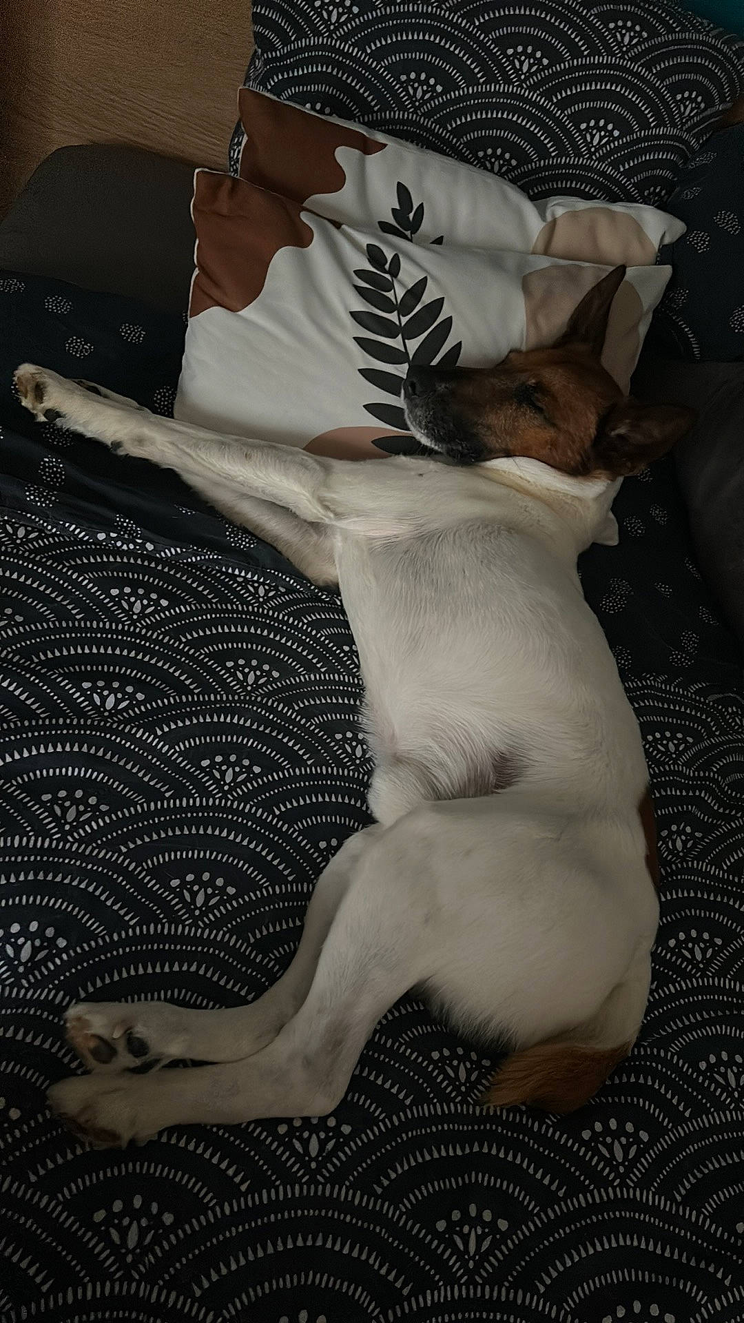 Magnus participe au concours pour gagner de l'argent avec cette photo : bedding, canidae, carnivore, comfort, companion_dog, dog, dog_breed, fawn, felidae, foot, fur, human_leg, linens, monochrome, pattern, paw, small_to_medium_sized_cats, sporting_group, tail, whiskers