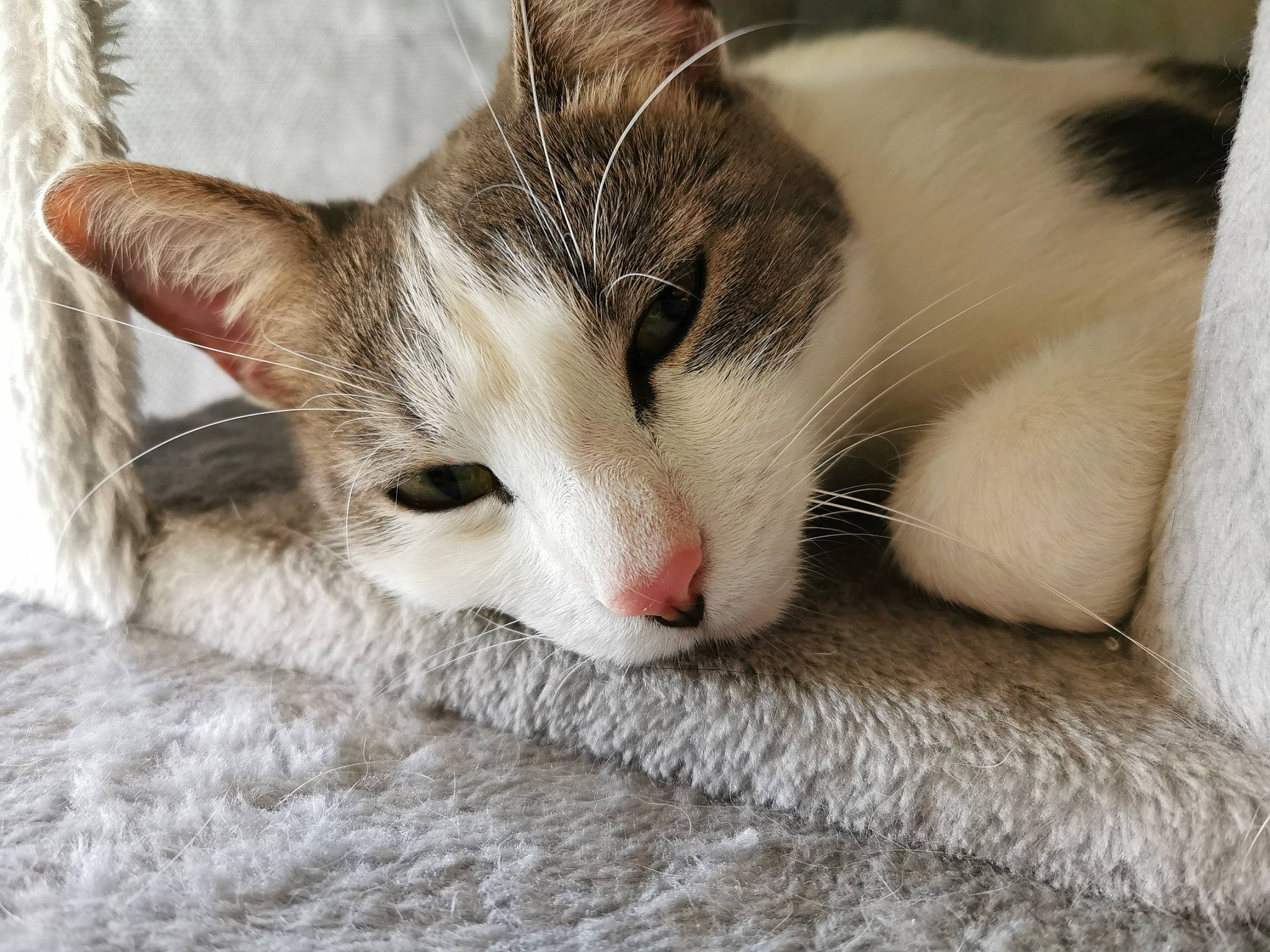 Milou a rejoint le concours — aidez-le/la à gagner de superbes lots ! carnivore, cat, cat_furniture, cat_supply, claw, comfort, domestic_short_haired_cat, eye, felidae, foot, fur, head, leg, nap, paw, sleep, small_to_medium_sized_cats, snout, tail, whiskers