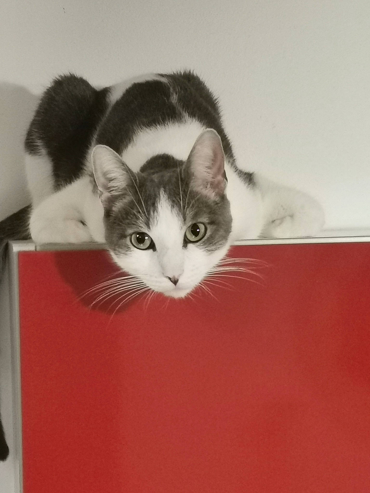 Milou a rejoint le concours — aidez-le/la à gagner de superbes lots ! audio_equipment, box, cardboard, carnivore, cat, comfort, domestic_short_haired_cat, door, ear, felidae, fur, packaging_and_labeling, paw, small_to_medium_sized_cats, tail, whiskers, window, wood