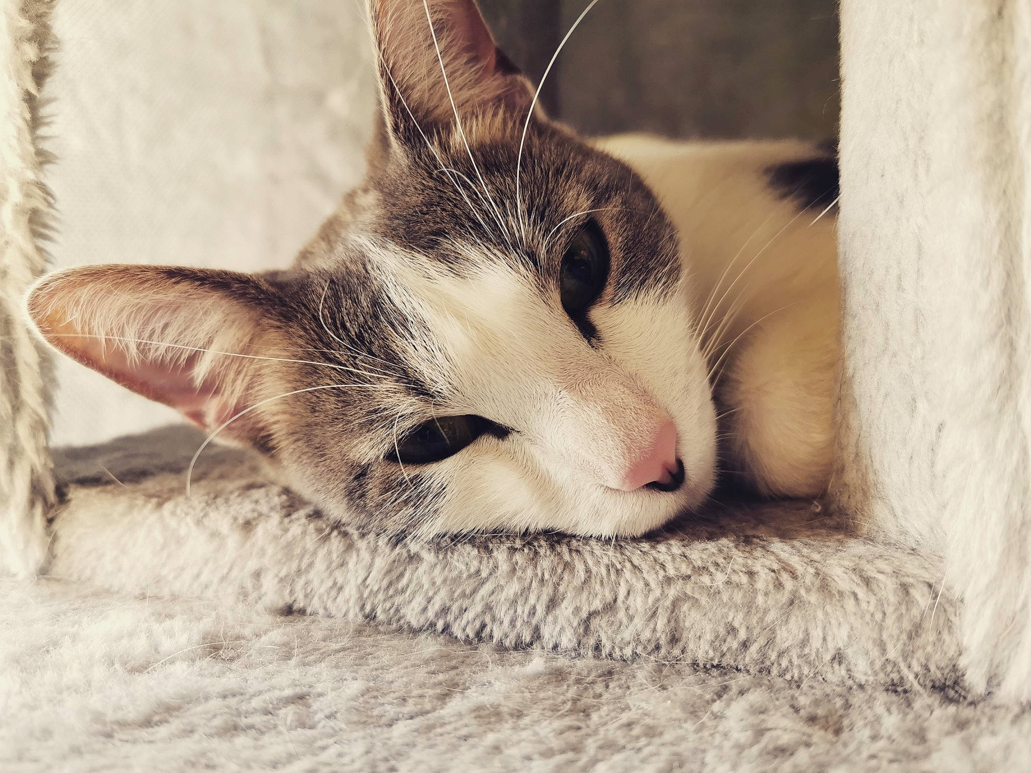 Milou a rejoint le concours — aidez-le/la à gagner de superbes lots ! carnivore, cat, claw, comfort, domestic_short_haired_cat, eye, eyelash, fawn, felidae, fur, head, human_body, leg, nap, paw, small_to_medium_sized_cats, snout, tail, whiskers, wildlife