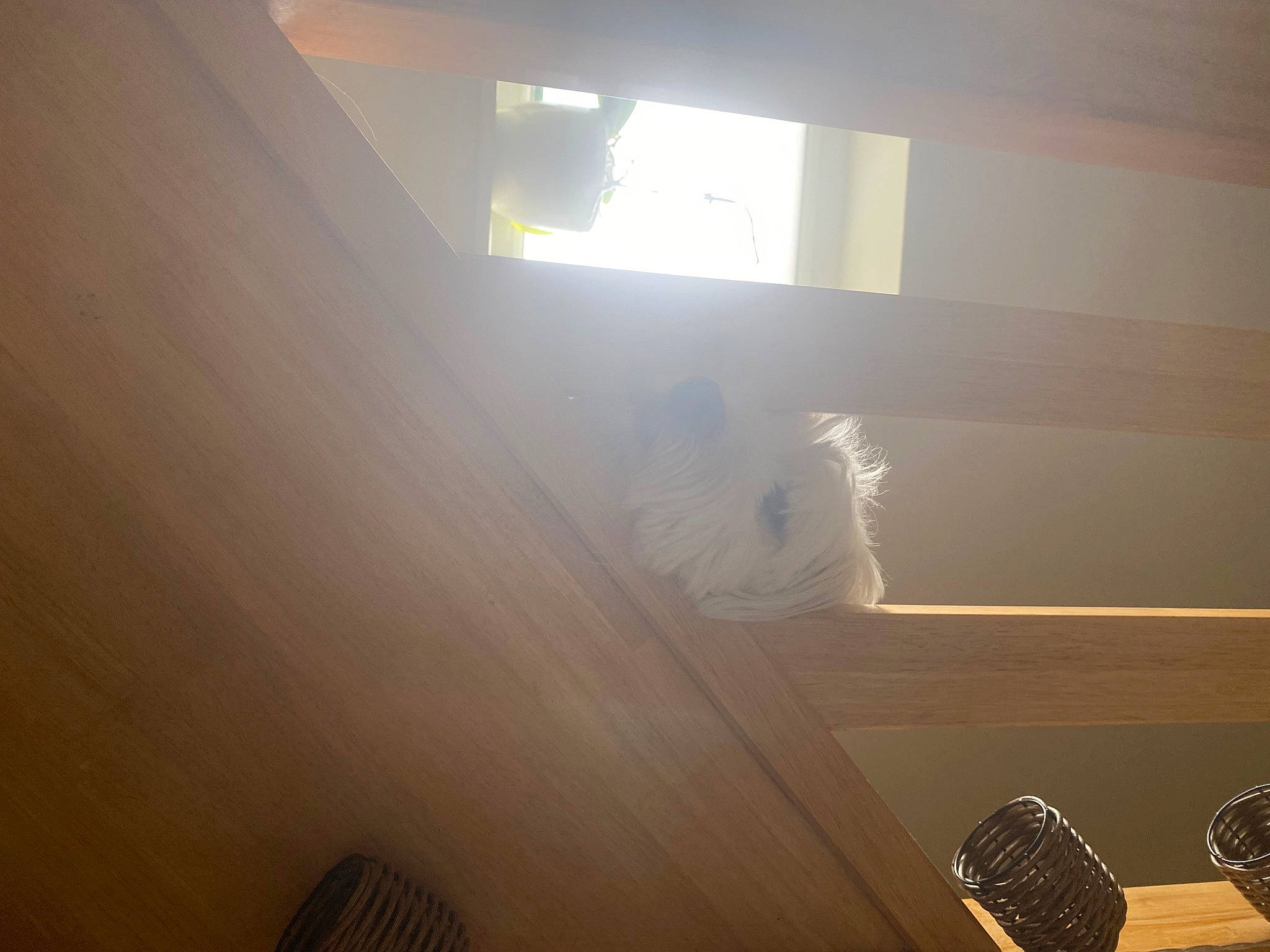 Prince participe au concours pour gagner de l'argent avec cette photo : automotive_lighting, brown, building, carnivore, ceiling, comfort, dog, floor, flooring, hardwood, interior_design, lens_flare, light, lighting, material_property, stairs, sunlight, tints_and_shades, window, wood