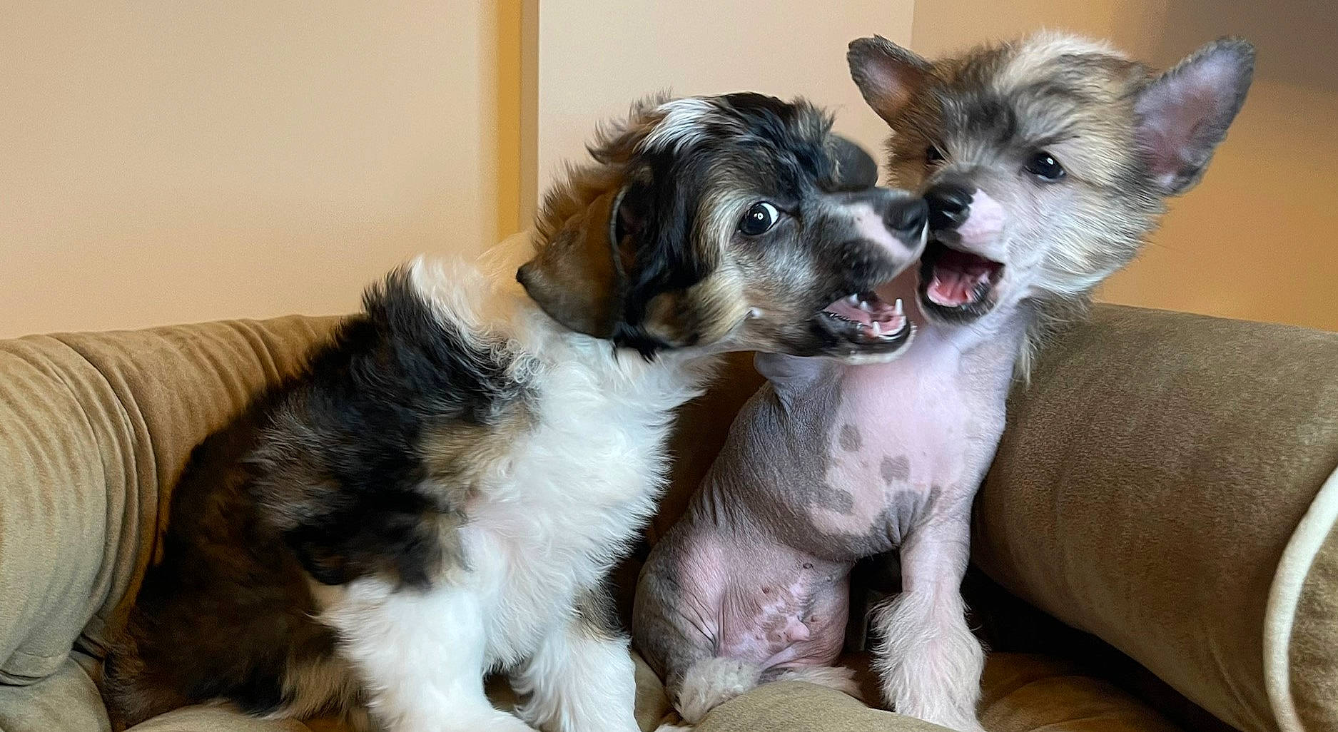 Papi is registered to the contest to win money with this photo: bored, canidae, carnivore, chinese_crested_dog, companion_dog, dog, dog_breed, dog_supply, fawn, fur, liver, puppy_love, small_terrier, sporting_group, toy_dog, whiskers, working_animal