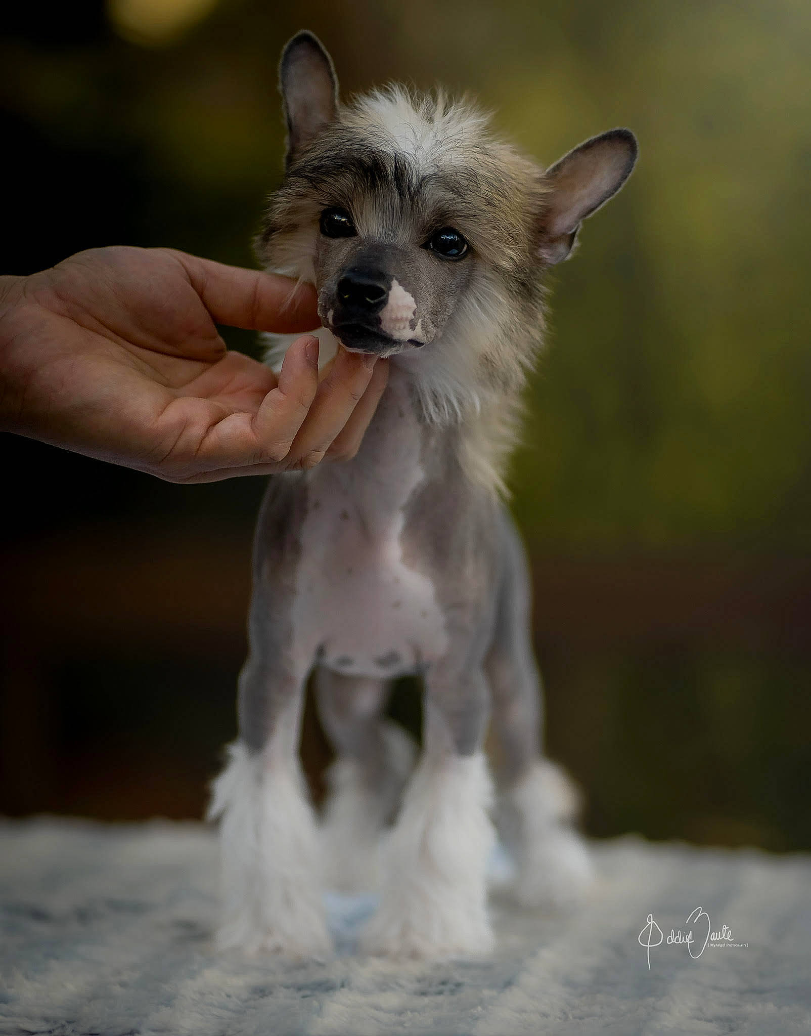 Papi is registered to the contest to win money with this photo: canidae, carnivore, companion_dog, dog, dog_breed, dog_supply, fawn, fur, gesture, small_terrier, snout, sporting_group, terrier, toy_dog, working_animal