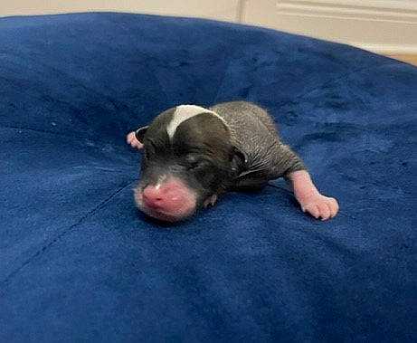 Papi is registered to the contest to win money with this photo: carnivore, comfort, companion_dog, dog, dog_breed, fur, guard_dog, linens, liver, non_sporting_group, paw, tail, terrestrial_animal, whiskers, working_animal