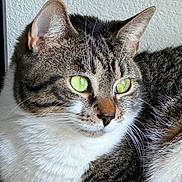 Darby joined the competition — help win amazing prizes! cat, tabby_cat, green_eyes, fur, whiskers, relaxed, indoor, close_up, pet, animal, mammal, resting, white_paws, texture, wall, carpet, natural_light, portrait, cute, feline