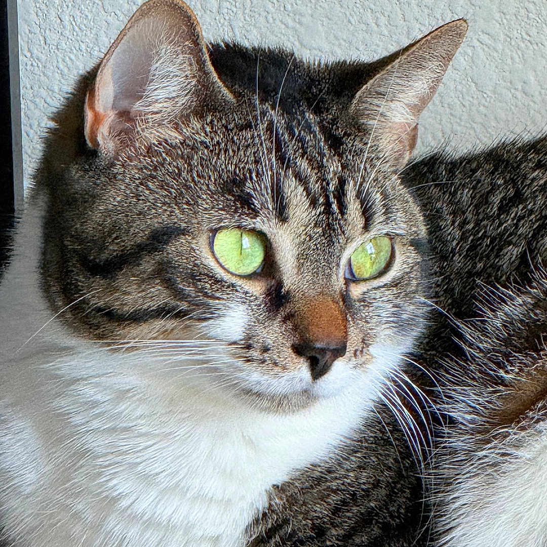 Darby joined the competition — help win amazing prizes! cat, tabby_cat, green_eyes, fur, whiskers, relaxed, indoor, close_up, pet, animal, mammal, resting, white_paws, texture, wall, carpet, natural_light, portrait, cute, feline