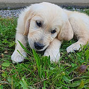 Usko a rejoint le concours — aidez-le/la à gagner de superbes lots ! puppy, dog, golden_retriever, grass, outdoor, animal, pet, cute, young, fur, close_up, nature, laying_down, greenery, adorable, mammal, ears, snout, paw, wall