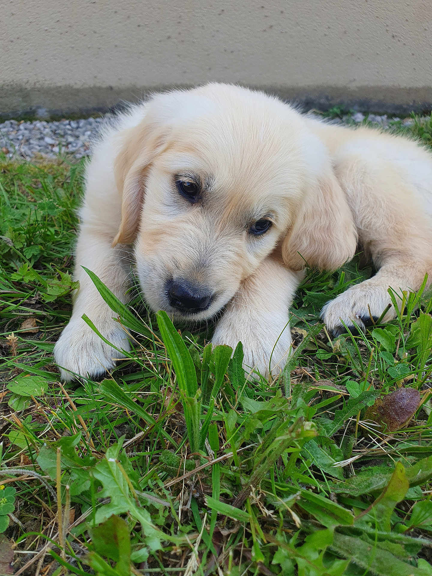 Usko a rejoint le concours — aidez-le/la à gagner de superbes lots ! puppy, dog, golden_retriever, grass, outdoor, animal, pet, cute, young, fur, close_up, nature, laying_down, greenery, adorable, mammal, ears, snout, paw, wall