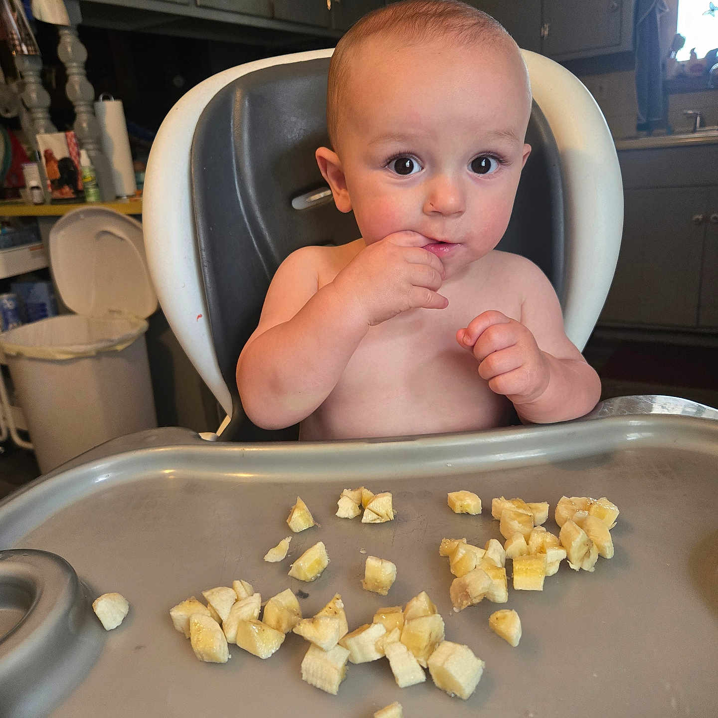 Legand is registered to the contest to win money with this photo: baby, high_chair, banana, food, kitchen, child, eating, tray, cute, infant, person, cabinet, window, trash_can, curious, indoor, furniture, young_child, snack, nibble