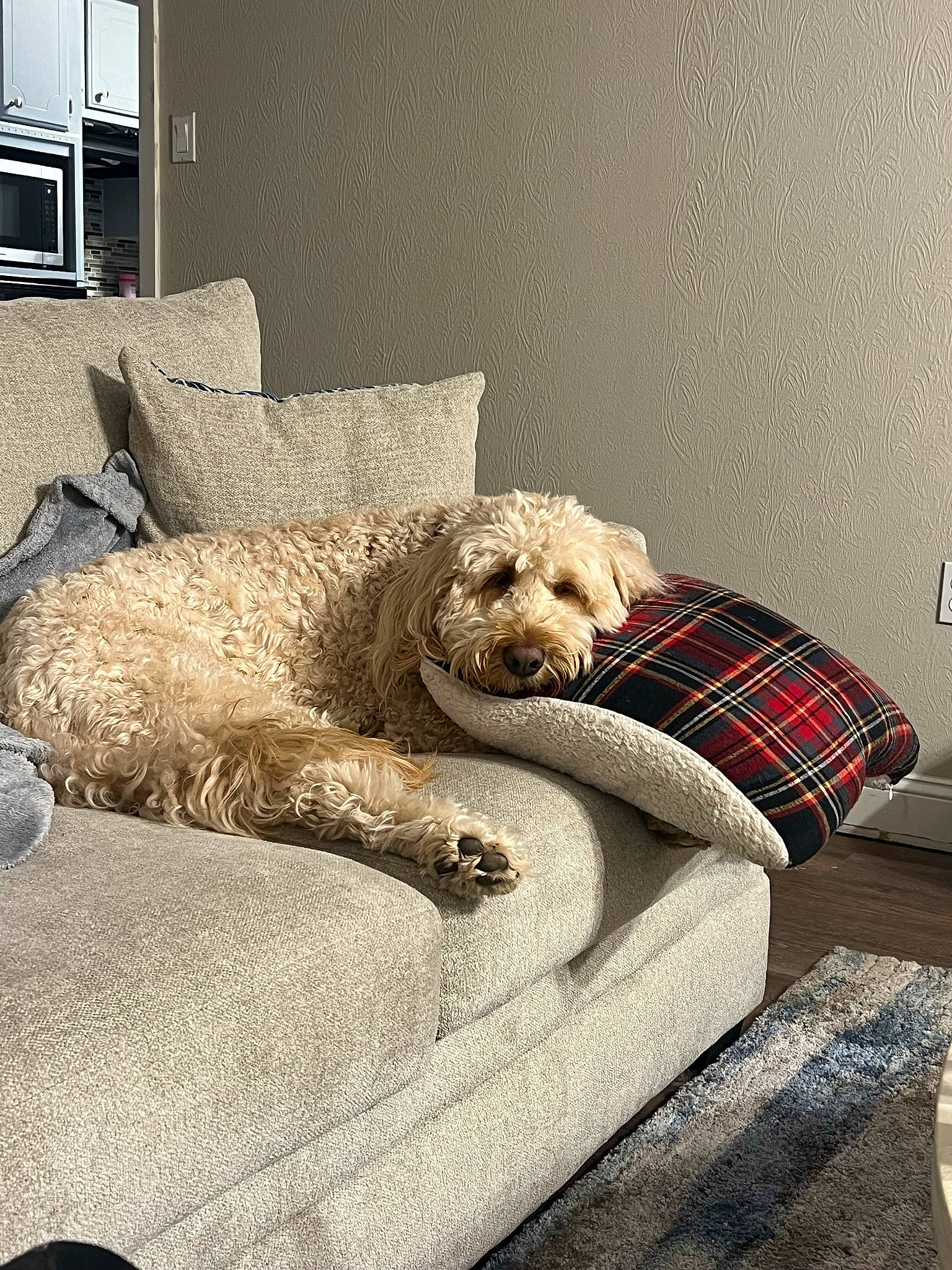 Blue joined the competition — help win amazing prizes! canidae, carnivore, comfort, companion_dog, couch, dog, dog_breed, dog_supply, fawn, flooring, living_room, pet_supply, poodle, rectangle, room, sporting_group, television, throw_pillow, water_dog, working_animal