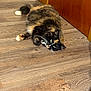 cat, tortoiseshell_cat, fluffy, wood_floor, door, indoor, pet, whiskers, paws, tail, laying, looking_up, green_eyes, fur_pattern, domestic_cat, cute, relaxed, home, curiosity, portrait