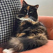 Calypso is registered to the contest to win money with this photo: cat, tortoiseshell_cat, long_fur, fluffy_tail, whiskers, green_eyes, indoor, couch, cushion, houndstooth_pillow, pattern, orange_markings, black_fur, white_chest, pet, portrait, relaxed, sitting, close_up, home