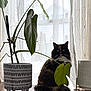 cat, tortoiseshell_cat, houseplant, monstera, potted_plant, ceramic_pot, curtain, window, indoor, wooden_table, tail, whiskers, fur, ears, green_leaf, home_decor, sunlit, sitting, plant_leaf, cozy