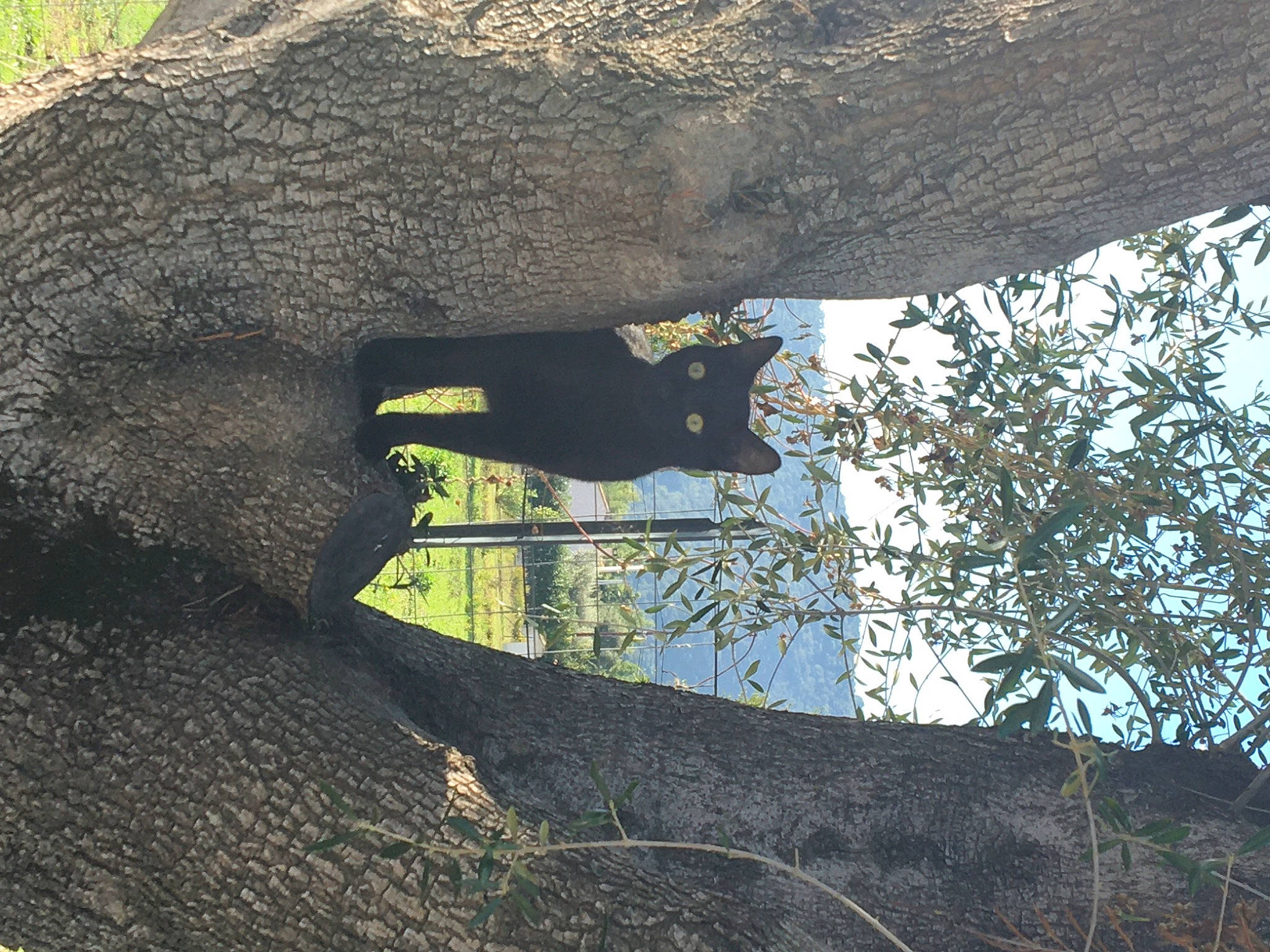 Gaïa participe au concours pour gagner de l'argent avec cette photo : branch, plant, rock, tree, woody_plant