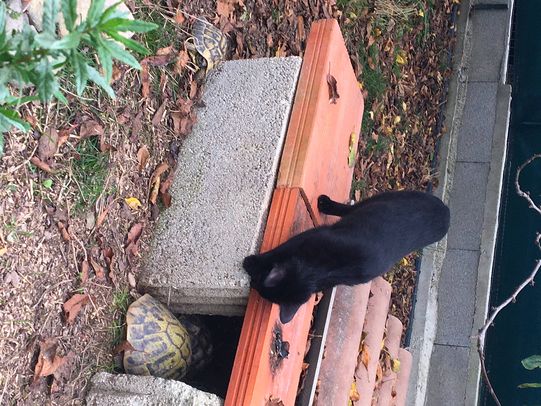 Gaïa participe au concours pour gagner de l'argent avec cette photo : tail