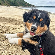 Arya a rejoint le concours — aidez-le/la à gagner de superbes lots ! puppy, dog, sand, beach, outdoor, playful, tongue_out, fur, collar, leash, nature, water, sky, cloudy, hill, cute, animal, pet, smiling, young