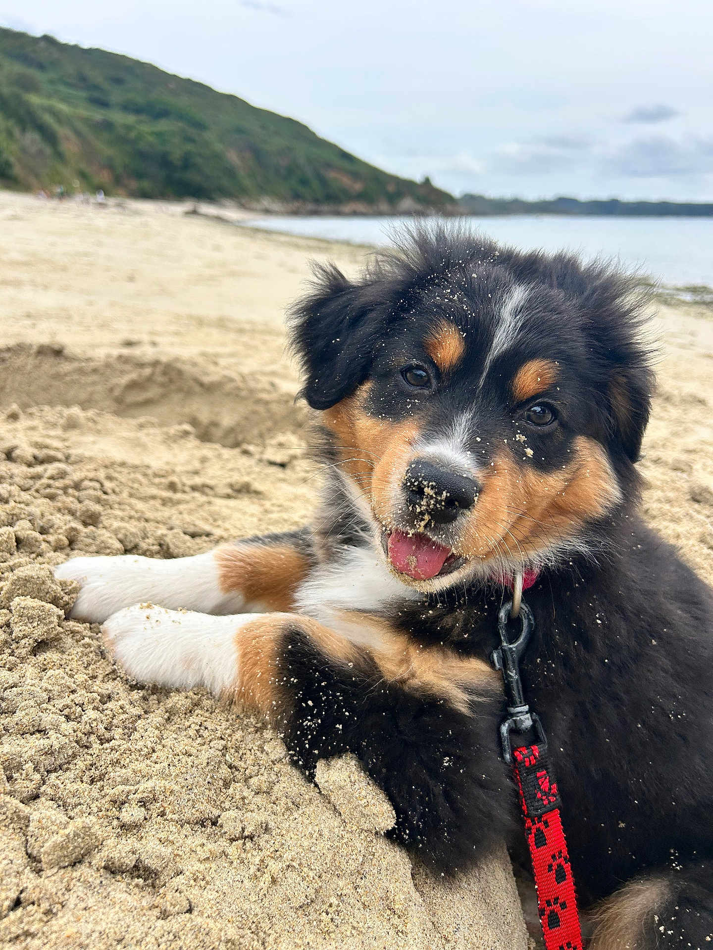 Arya a rejoint le concours — aidez-le/la à gagner de superbes lots ! puppy, dog, sand, beach, outdoor, playful, tongue_out, fur, collar, leash, nature, water, sky, cloudy, hill, cute, animal, pet, smiling, young