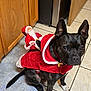 dog, black_dog, santa_outfit, christmas_costume, toy_santa, kitchen_floor, tile_floor, wooden_cabinet, festive, holiday, pet, indoor, animal, costume, black_coat, white_paw, sitting, cute, decor, christmas