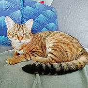 Riley a rejoint le concours — aidez-le/la à gagner de superbes lots ! cat, tabby_cat, feline, pet, animal, indoor, couch, blanket, pillow, striped, fur, whiskers, ears, tail, resting, looking, yellow_eyes, home, cozy, relaxed