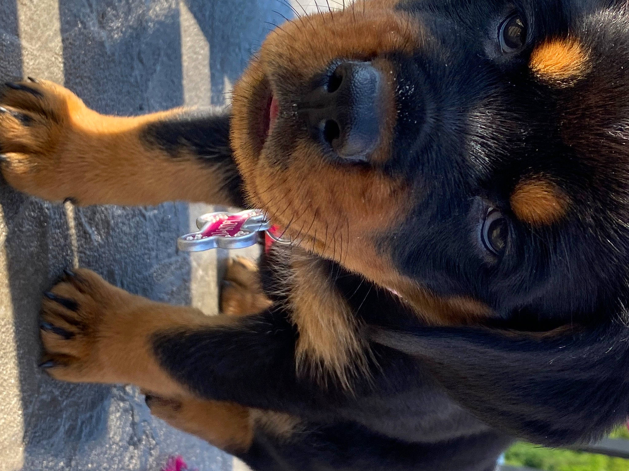 Luna joined the competition — help win amazing prizes! canidae, carnivore, collar, companion_dog, dog, dog_breed, fawn, foot, fur, liver, mammal, paw, plant, snout, sporting_group, tail, terrestrial_animal, vertebrate, whiskers, working_animal