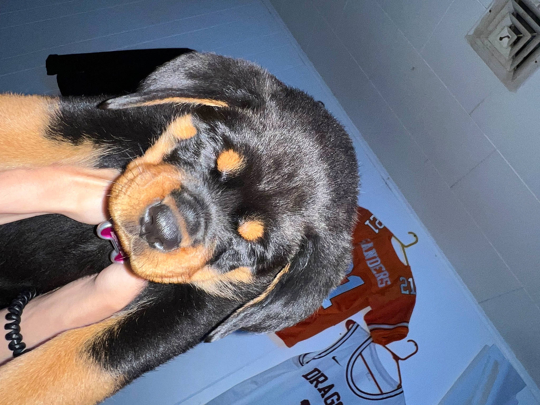 Luna is registered to the contest to win money with this photo: austrian_black_and_tan_hound, carnivore, comfort, companion_dog, dog, dog_breed, fawn, fur, guard_dog, nail, nap, paw, picture_frame, pinscher, puppy, rottweiler, snout, toy_dog, wall_plate, working_dog
