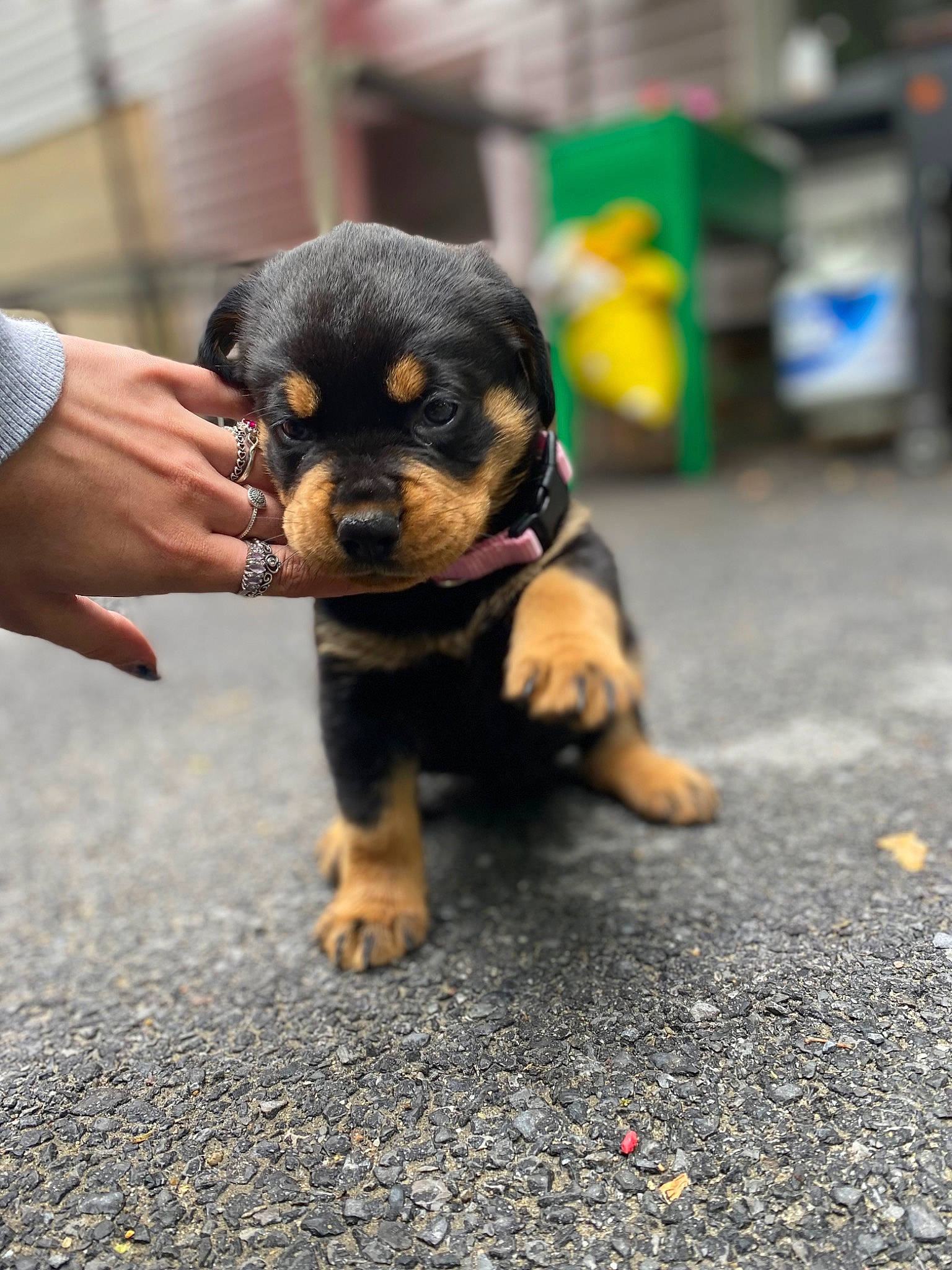 Luna joined the competition — help win amazing prizes! asphalt, canidae, carnivore, companion_dog, dog, dog_breed, fawn, fur, nail, paw, road, road_surface, sidewalk, snout, sporting_group, street, terrestrial_animal, toy_dog, working_animal, working_dog