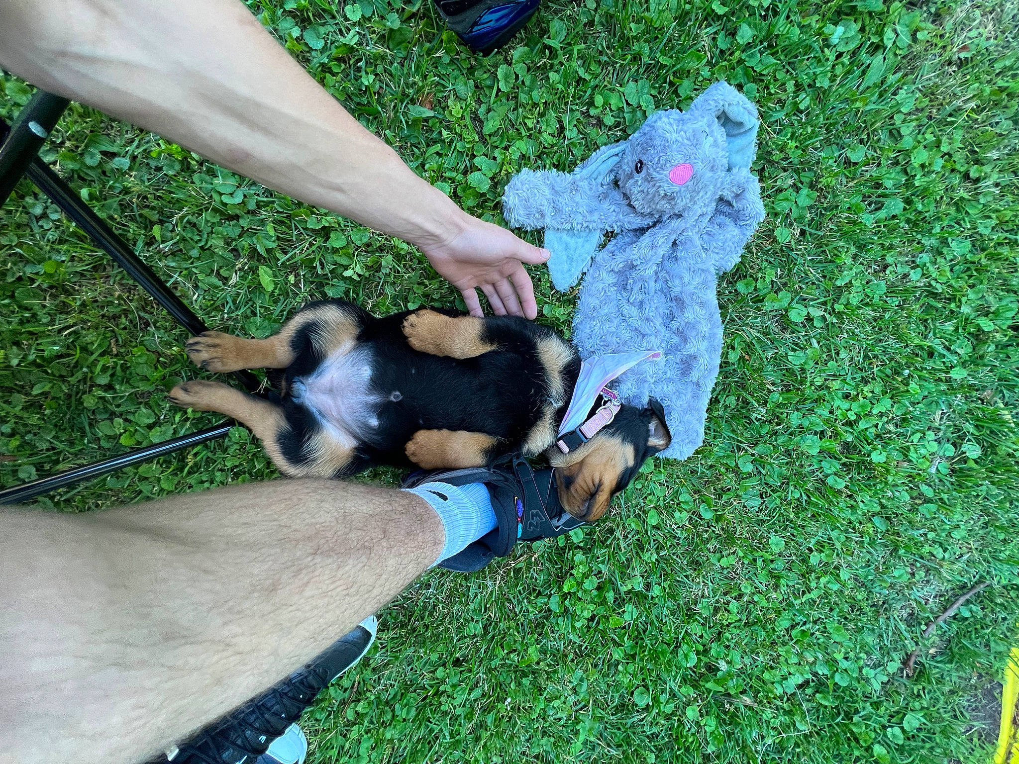 Luna joined the competition — help win amazing prizes! canidae, carnivore, companion_dog, dog, dog_breed, electric_blue, fashion_accessory, foot, grass, green, groundcover, guard_dog, human_leg, lawn, leisure, people_in_nature, recreation, sporting_group, tail, wrist