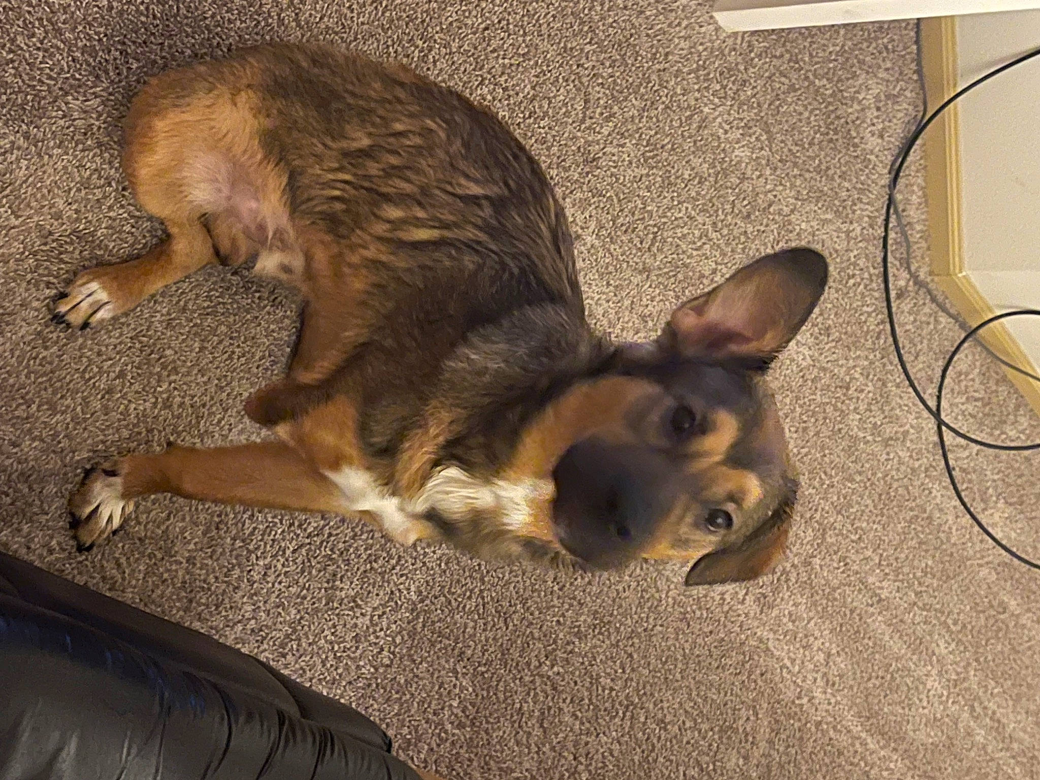 Lucky joined the competition — help win amazing prizes! canidae, carnivore, comfort, companion_dog, dog, dog_breed, ear, fawn, felidae, floor, flooring, fur, hardwood, paw, small_to_medium_sized_cats, snout, sporting_group, tail, whiskers, wood