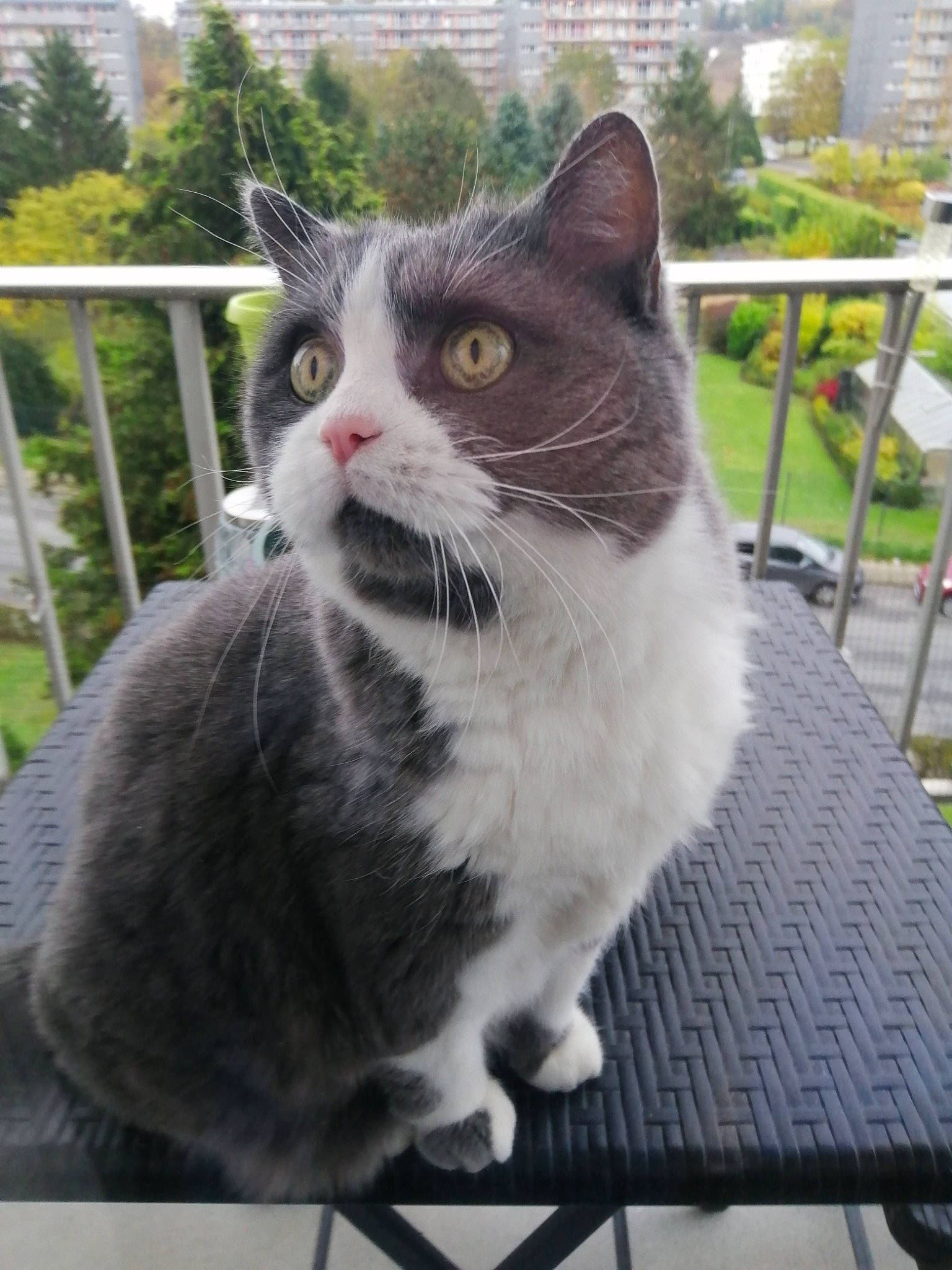 Chloé participe au concours pour gagner de l'argent avec cette photo : building, carnivore, cat, chair, domestic_short_haired_cat, eye, felidae, fence, fur, grass, grey, outdoor_furniture, plant, sitting, small_to_medium_sized_cats, snout, tail, tree, whiskers, window