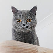 Betty joined the competition — help win amazing prizes! cat, gray_cat, pet, animal, whiskers, fur, amber_eyes, wooden_ledge, indoor, curious, close_up, portrait, cute, feline, looking_down, ears, face, domestic_animal, soft_fur, background