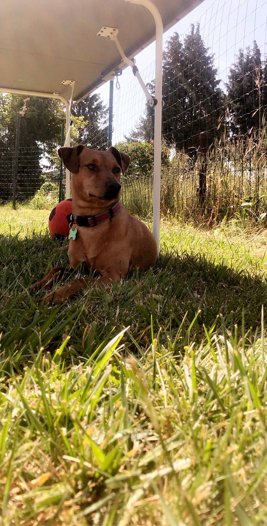 Bart a rejoint le concours — aidez-le/la à gagner de superbes lots ! american_pit_bull_terrier, canidae, carnivore, companion_dog, dog, dog_breed, fawn, grass, mammal, sporting_group, vertebrate