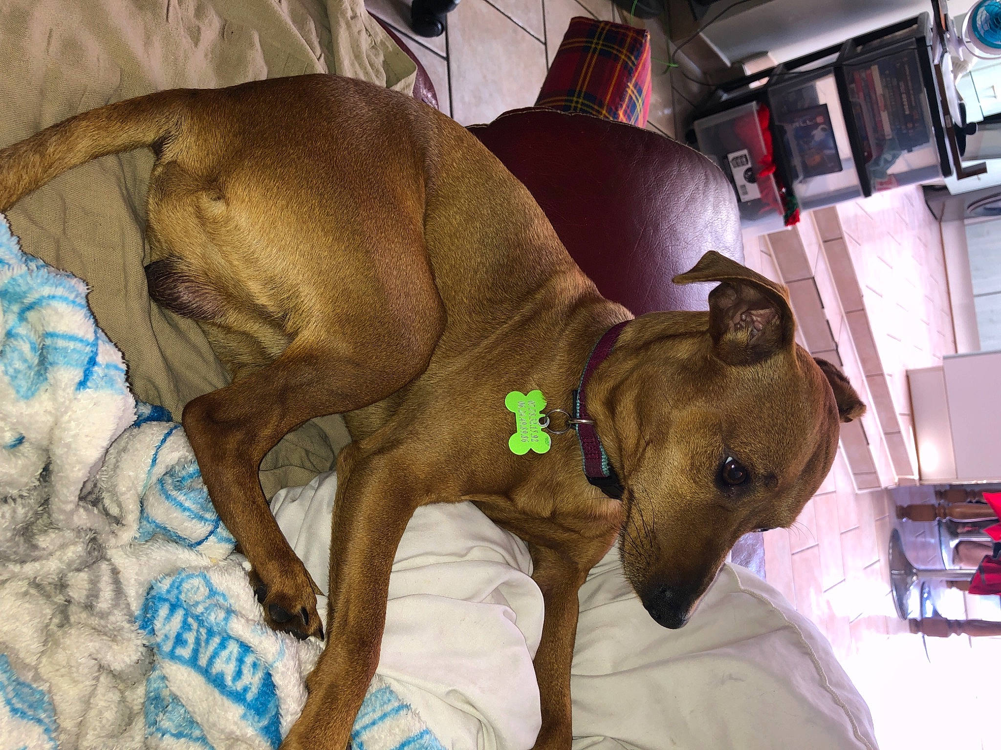 Bart a rejoint le concours — aidez-le/la à gagner de superbes lots ! azawakh, canidae, carnivore, dog, dog_breed, fawn, mammal, non_sporting_group, snout, sporting_group, vertebrate