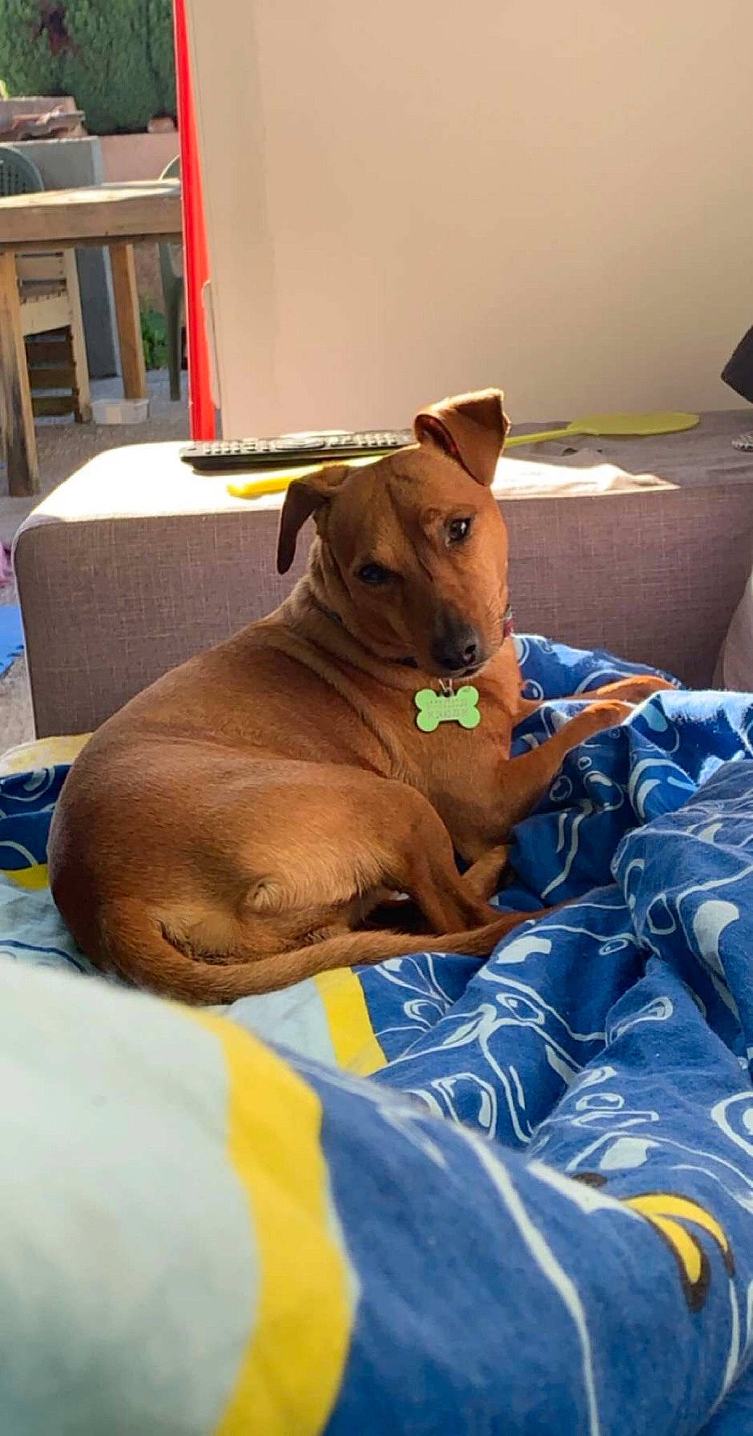 Bart a rejoint le concours — aidez-le/la à gagner de superbes lots ! black_mouth_cur, canidae, carnivore, dog, dog_breed, ear, fawn, mammal, pariah_dog, rhodesian_ridgeback, snout, thai_ridgeback