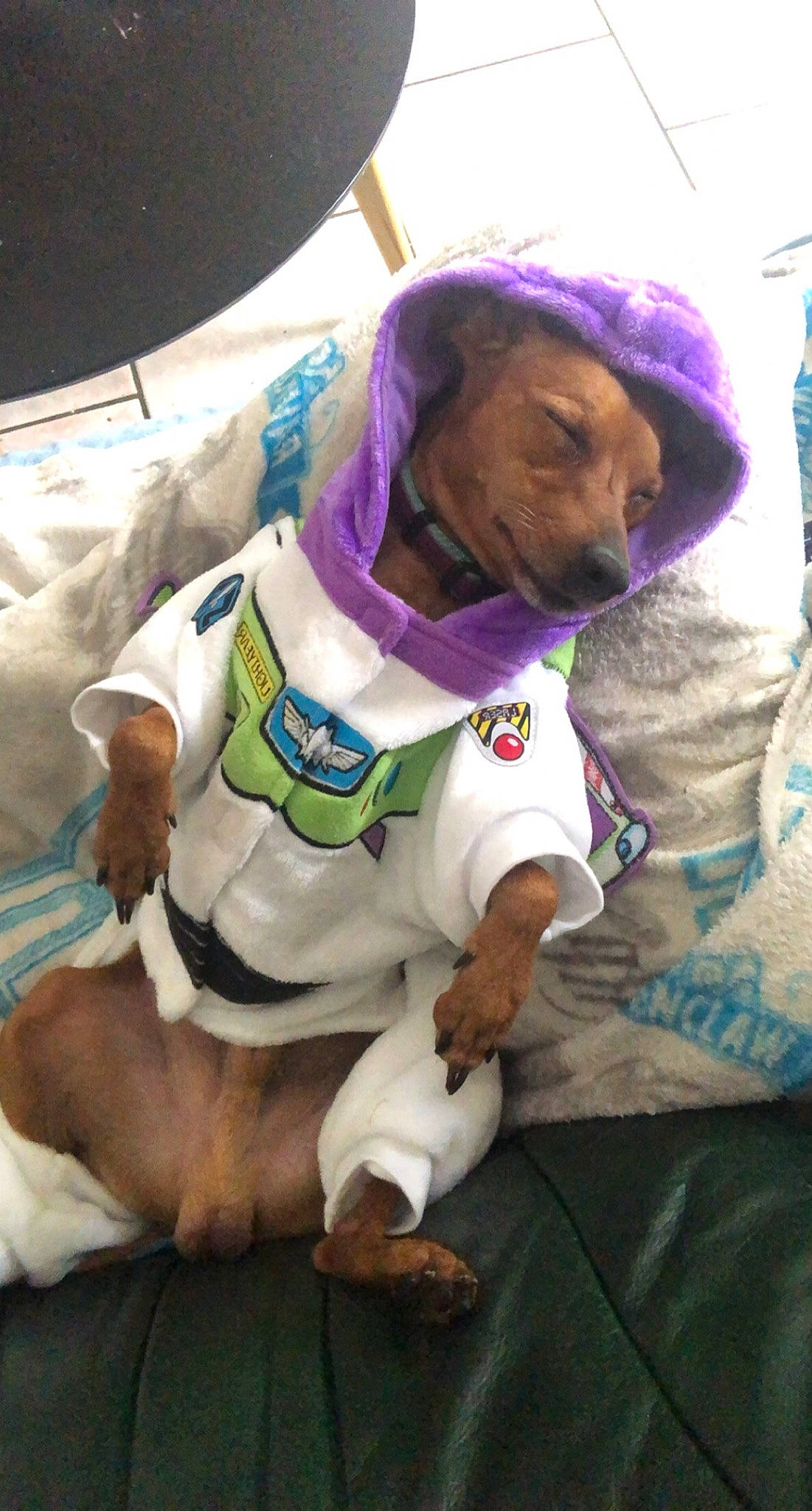 Bart participe au concours pour gagner de l'argent avec cette photo : canidae, carnivore, companion_dog, dog, dog_breed, sporting_group