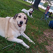 Sandy is registered to the contest to win money with this photo: dog, grass, outdoor, park, tree, camping_chair, lake, vehicle, happy, pet, nature, daytime, canine, relaxing, animal, smiling, leash, summer, two_dogs, resting