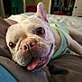 Topaz joined the competition — help win amazing prizes! french_bulldog, dog, pet, close_up, tongue_out, bed, indoor, cute, animal, canine, sleepwear, resting, portrait, playful, domestic, fur, ear, nose, expression, companion