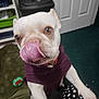 Topaz is registered to the contest to win money with this photo: dog, white_dog, pet, tongue_out, purple_sweater, indoor, carpet, dog_bed, toy, close_up, playful, cute, animal, pet_accessory, shelving, home, floor, mammal, canine, nose